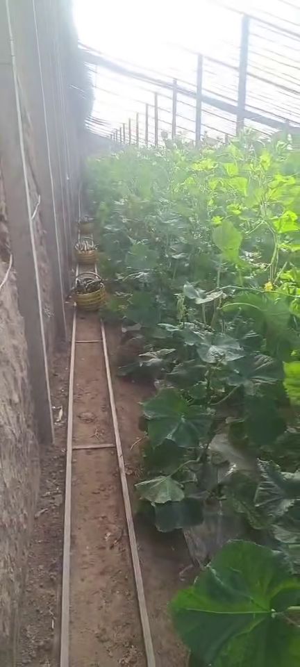 西安新鮮蔬菜批發、零售與配送服務 為您的生活增添健康色彩